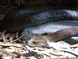 Coastal Taipan