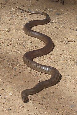 Common Brown Snake