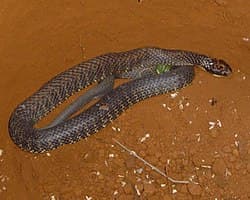 Tiger Snake